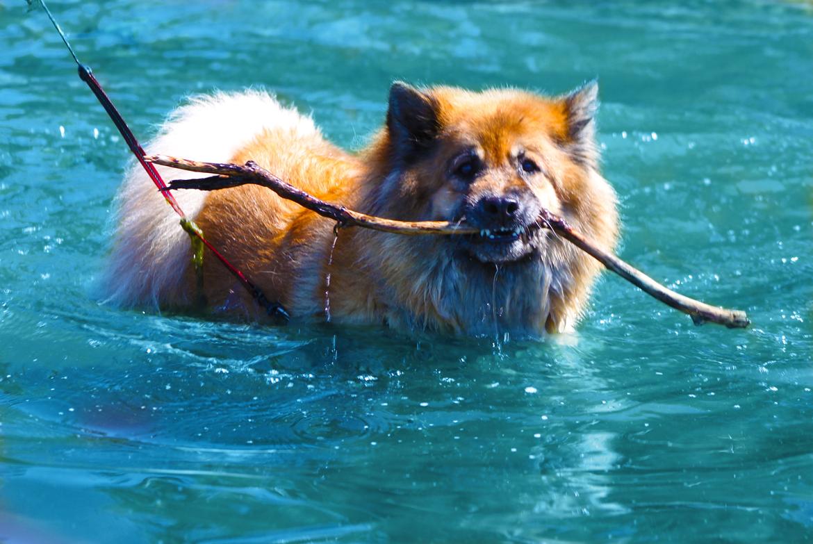 Eurasier Vænget's Call Me Lucky - På stranden ~ Sommer 2012. billede 2
