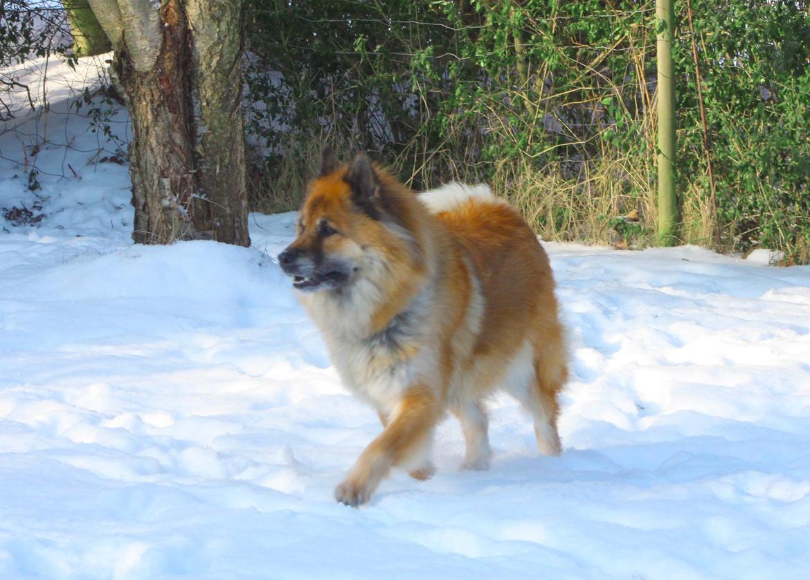 Eurasier Vænget's Call Me Lucky - Februar 2012 billede 19