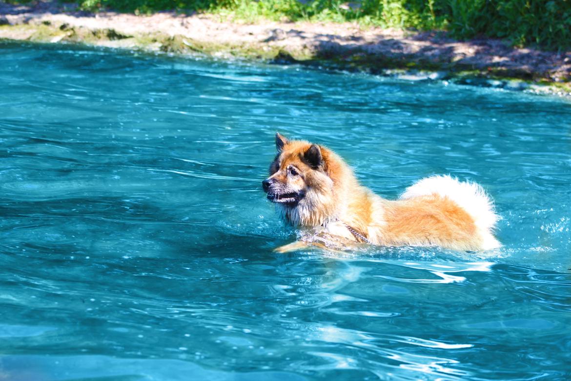 Eurasier Vænget's Call Me Lucky - Sommer 2012 billede 5