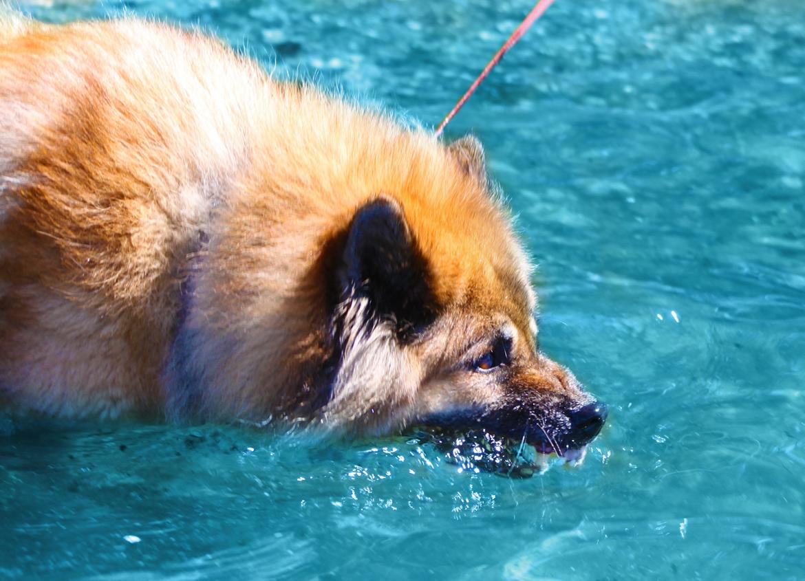 Eurasier Vænget's Call Me Lucky - Dæmon'Lucky tager lige en bid vand ;)  billede 6
