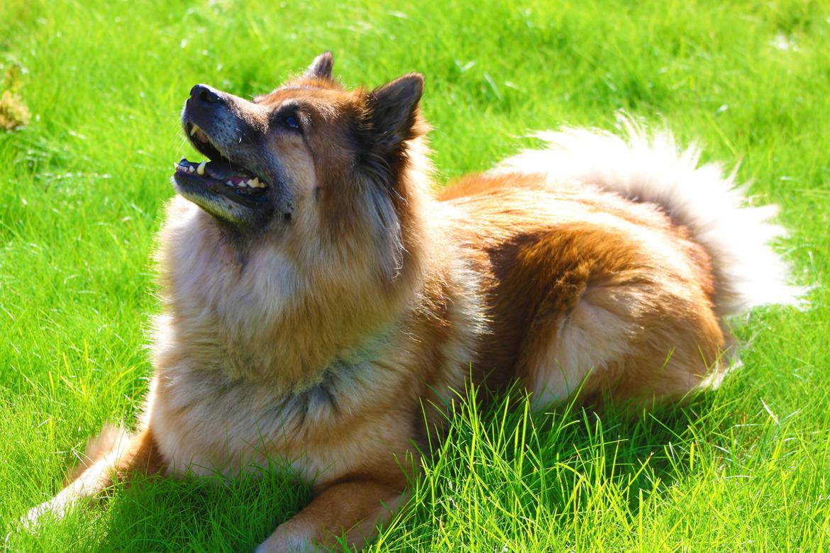 Eurasier Vænget's Call Me Lucky - Sommer 2012 billede 10