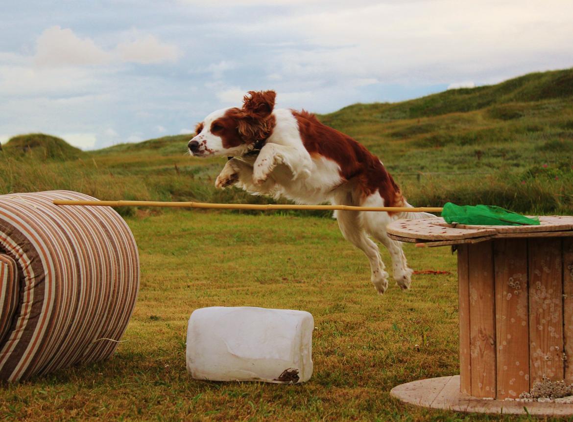 Welsh springer spaniel Siffe billede 1