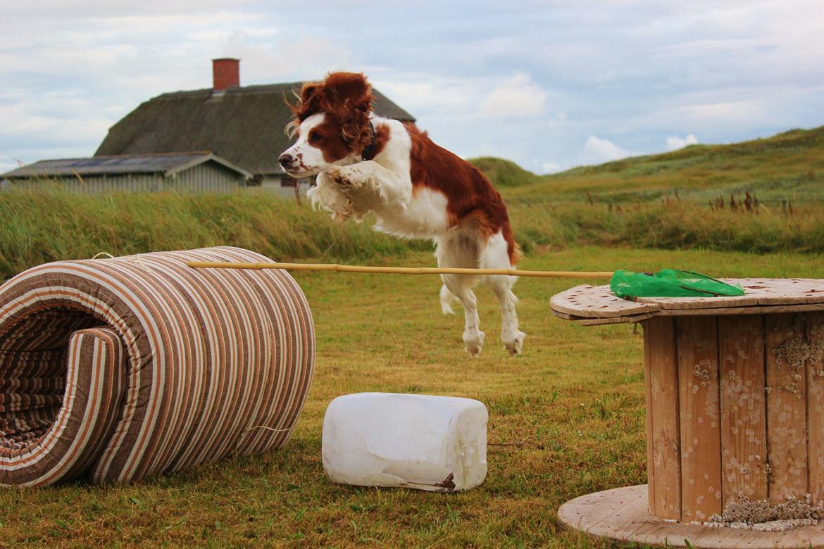 Welsh springer spaniel Siffe billede 14