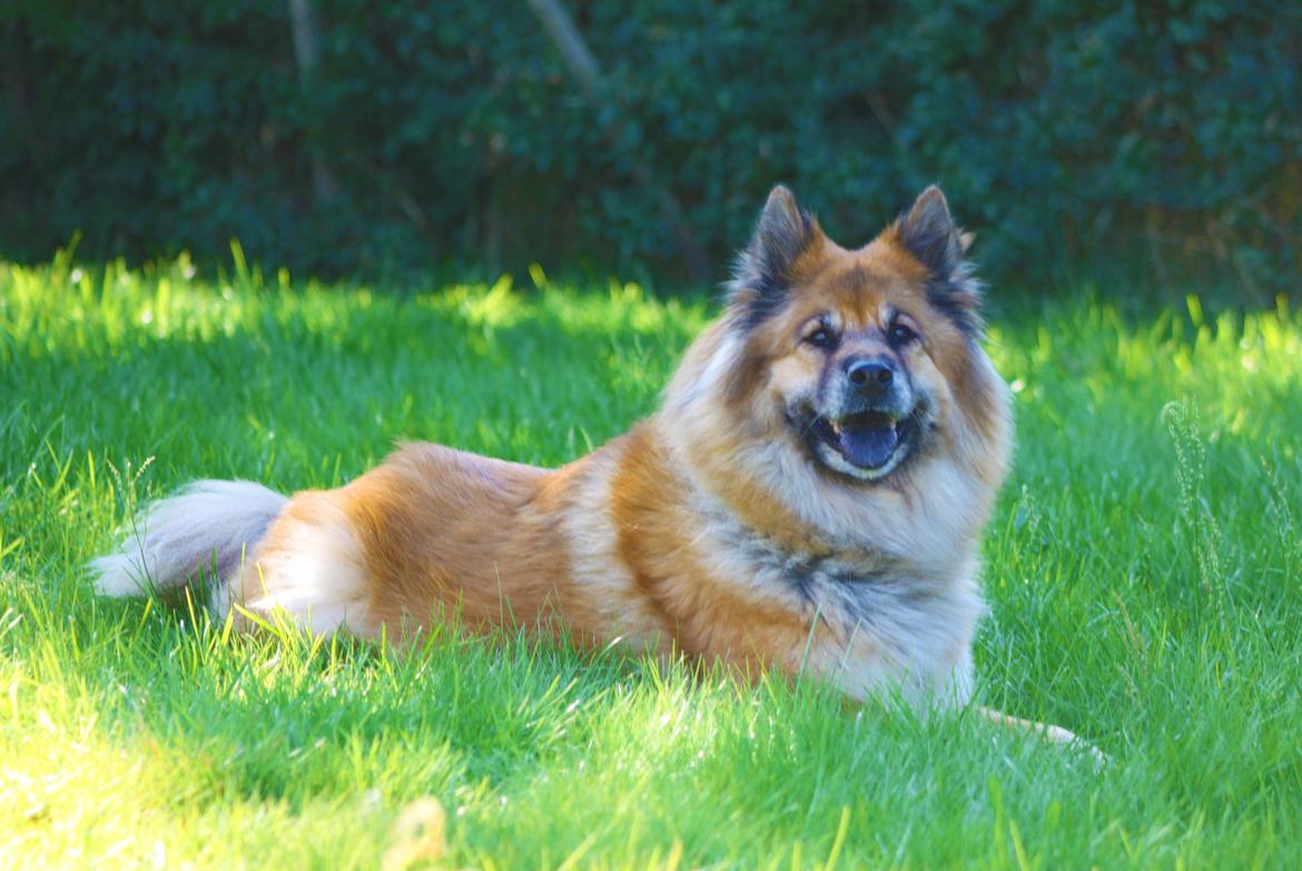 Eurasier Vænget's Call Me Lucky - Sommer 2012 billede 1