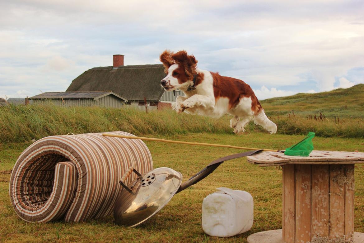 Welsh springer spaniel Siffe billede 5