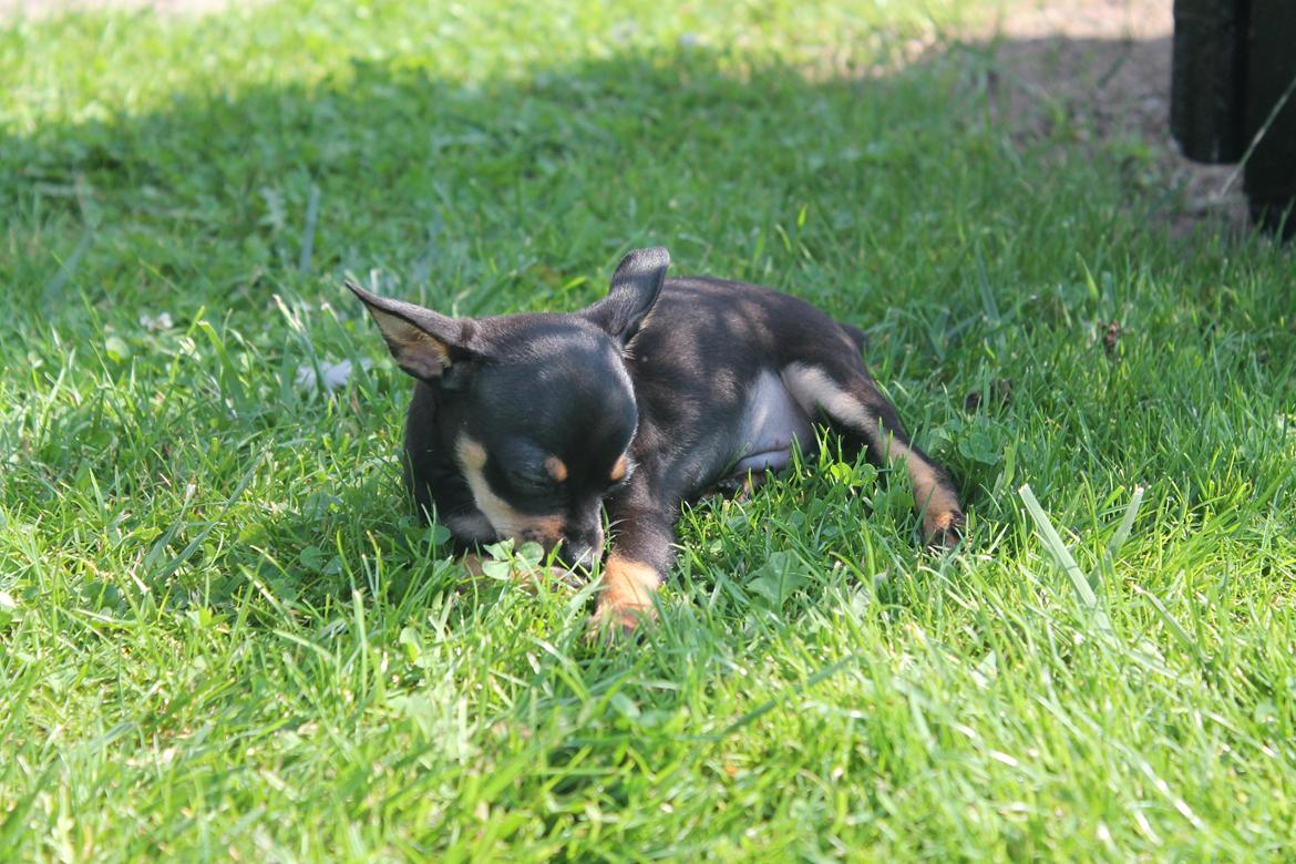 Blanding af racer Prazsky Krysarik / Chihuahua - CARLOIOS billede 3