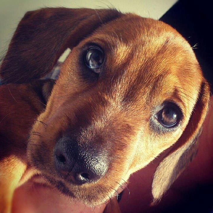 Blanding af racer Frigg billede 3