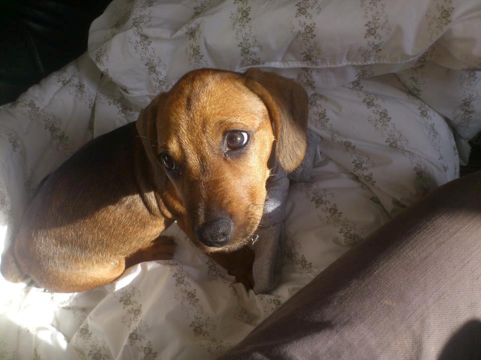 Blanding af racer Frigg billede 4