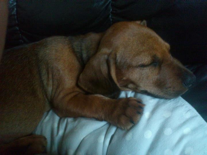 Blanding af racer Frigg billede 6