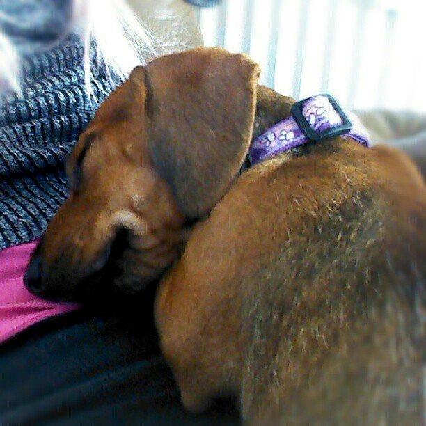 Blanding af racer Frigg billede 7