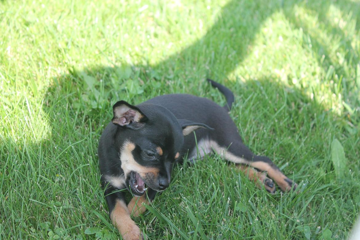 Blanding af racer Prazsky Krysarik / Chihuahua - CARLOIOS billede 6