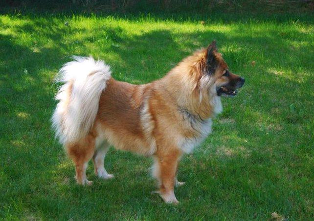 Eurasier Vænget's Call Me Lucky - Juni 2011 billede 12