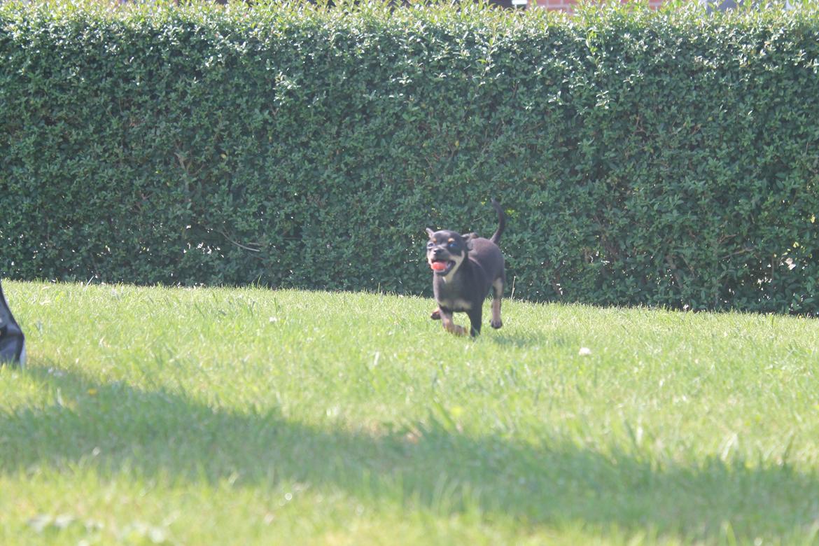 Blanding af racer Prazsky Krysarik / Chihuahua - CARLOIOS billede 8