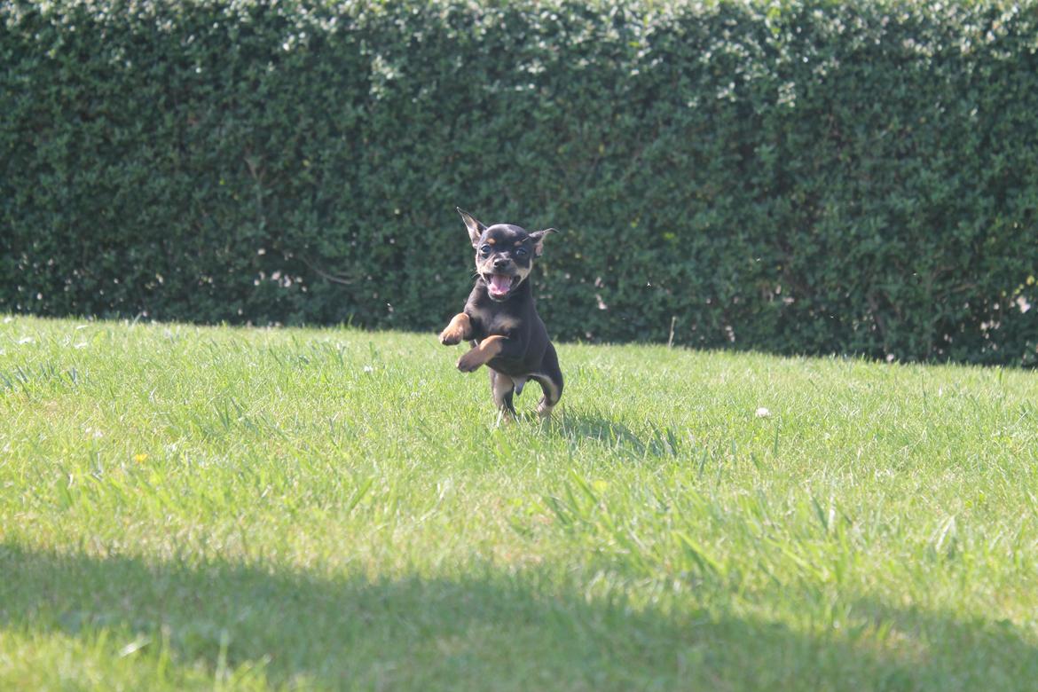 Blanding af racer Prazsky Krysarik / Chihuahua - CARLOIOS billede 9