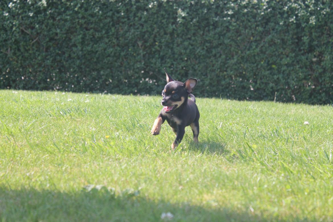 Blanding af racer Prazsky Krysarik / Chihuahua - CARLOIOS billede 10