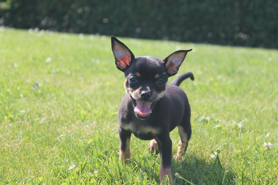 Blanding af racer Prazsky Krysarik / Chihuahua - CARLOIOS billede 5