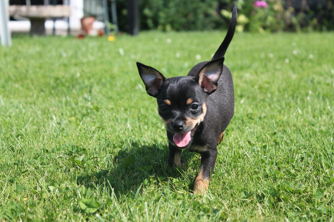 Blanding af racer Prazsky Krysarik / Chihuahua - CARLOIOS billede 11