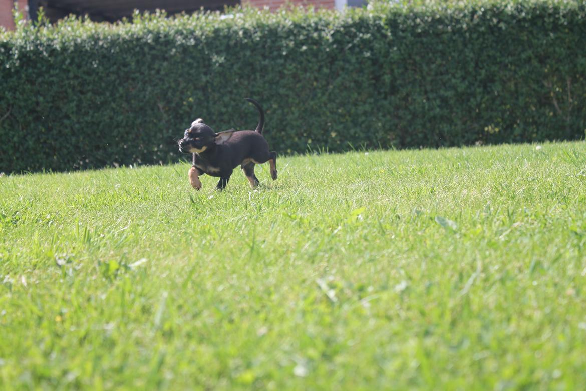 Blanding af racer Prazsky Krysarik / Chihuahua - CARLOIOS billede 12