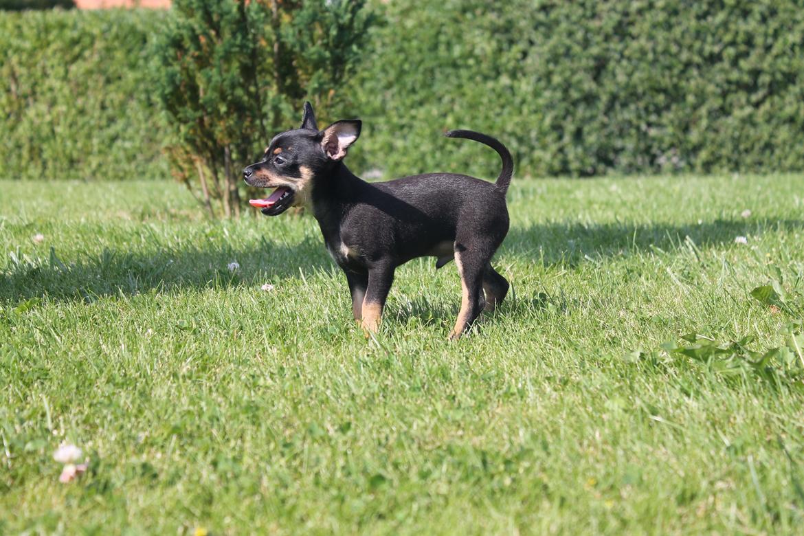 Blanding af racer Prazsky Krysarik / Chihuahua - CARLOIOS billede 7