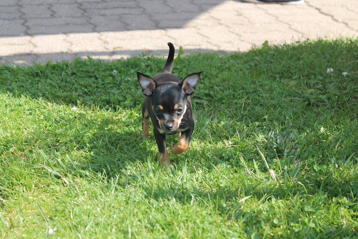 Blanding af racer Prazsky Krysarik / Chihuahua - CARLOIOS billede 14