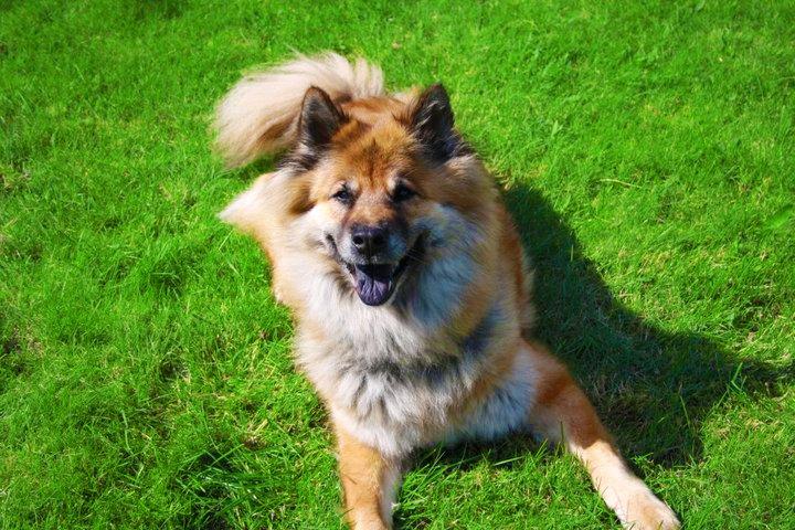 Eurasier Vænget's Call Me Lucky - Juni 2011 billede 13