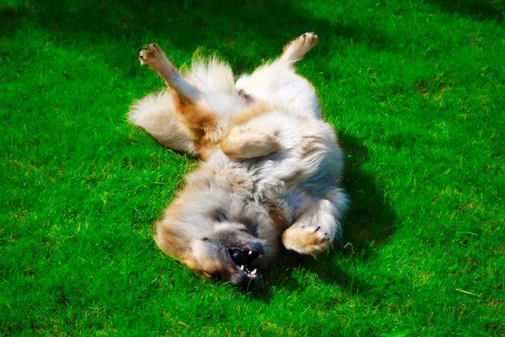 Eurasier Vænget's Call Me Lucky - Juni 2011 billede 14