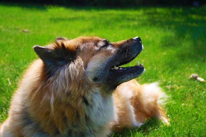 Eurasier Vænget's Call Me Lucky - Juni 2011 billede 15