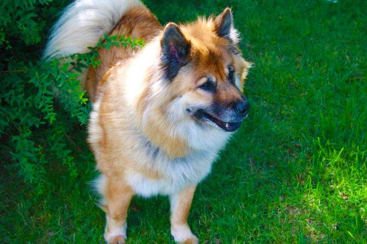 Eurasier Vænget's Call Me Lucky - Juni 2011 billede 11