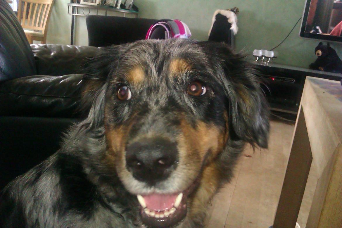 Blanding af racer Joy - Såå søøød billede 1