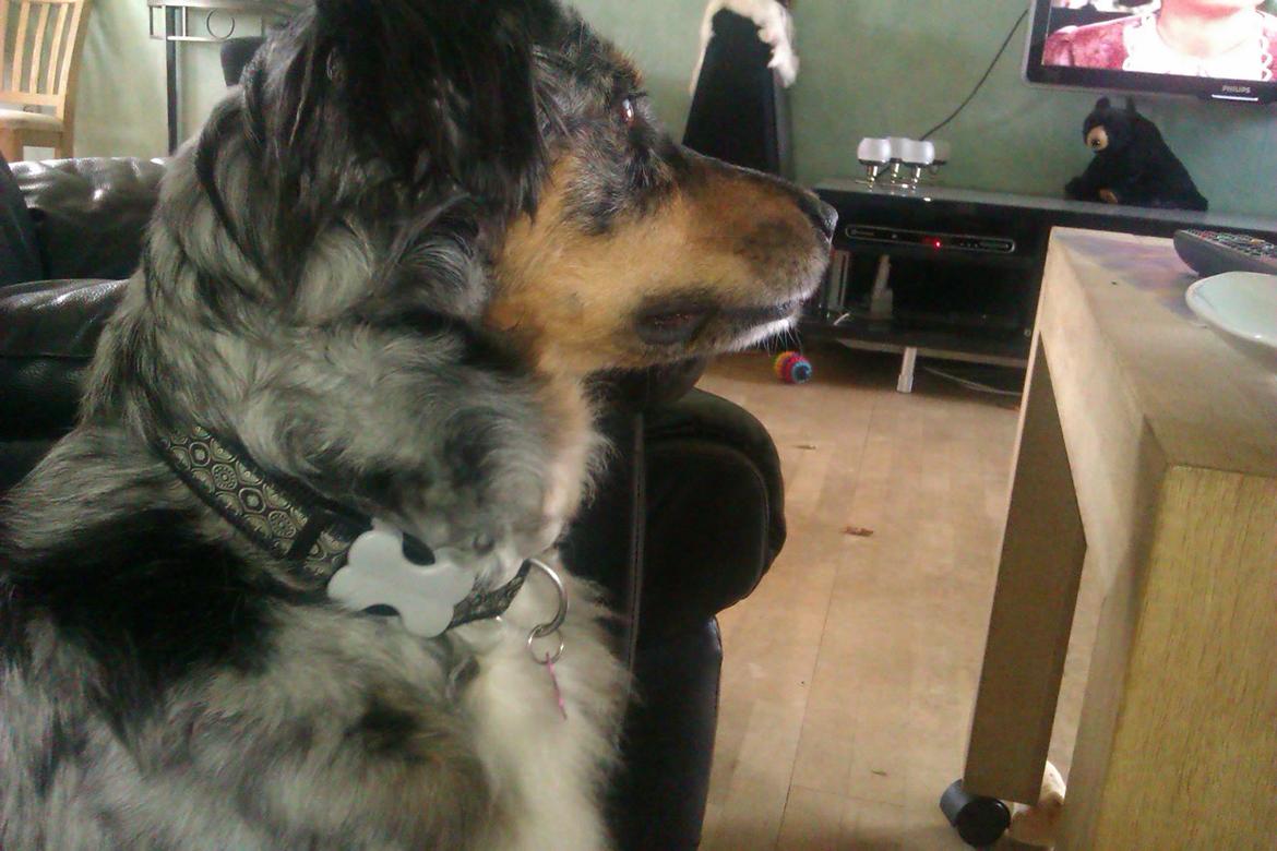 Blanding af racer Joy billede 2