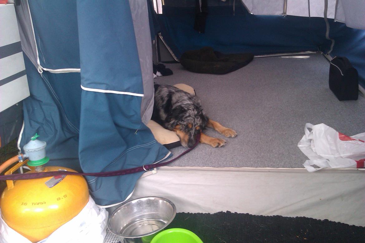 Blanding af racer Joy - Nyder camping livet  billede 3