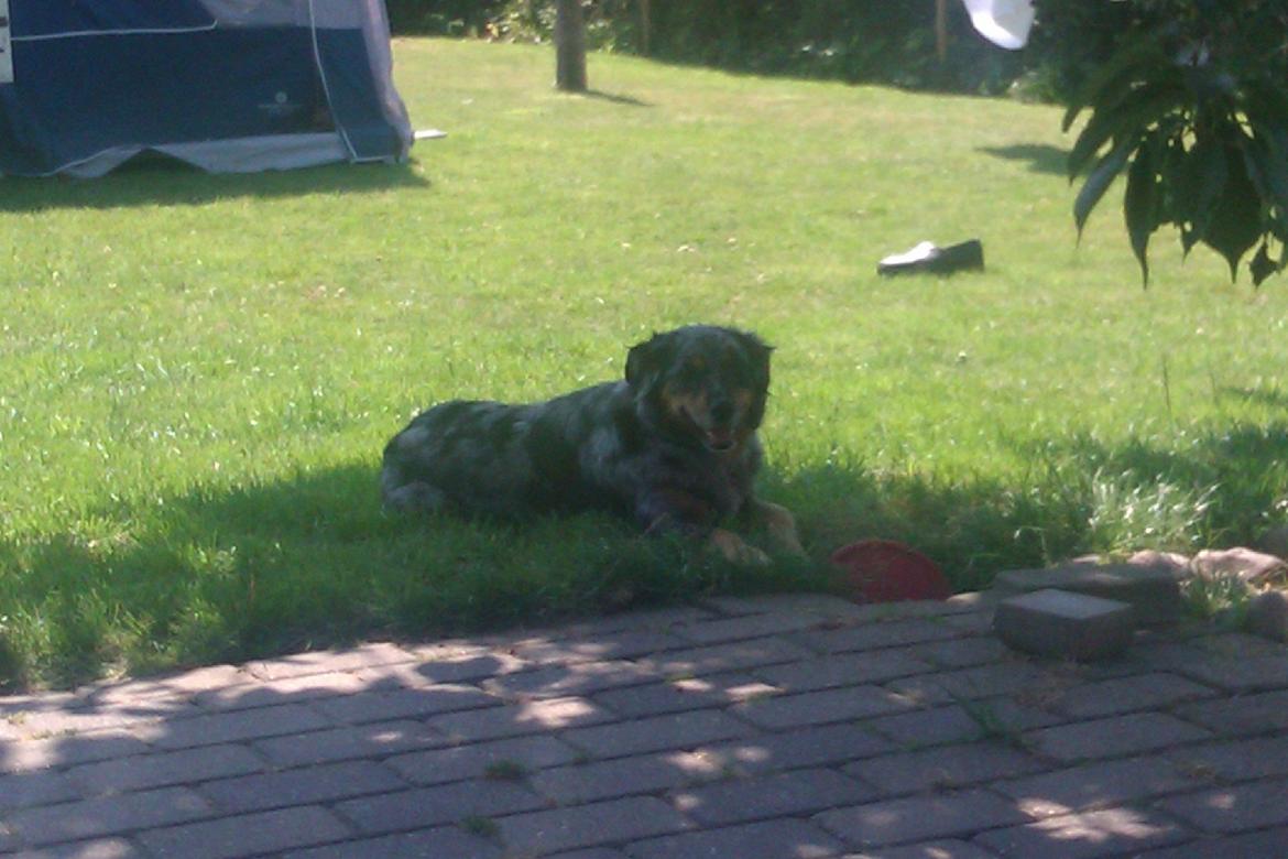 Blanding af racer Joy - Nyder det gode vejr..  billede 4