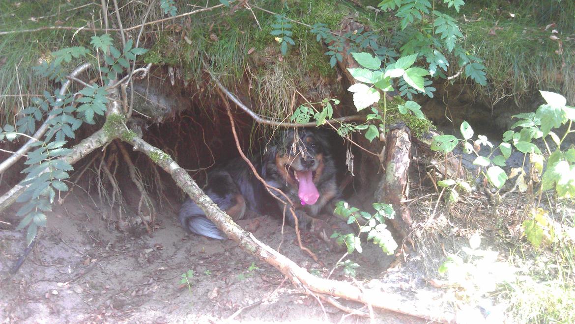 Blanding af racer Joy - En tur i hunde skoven, Joy har det varmt og har fundet et dejligt køligt sted at ligge..  billede 5