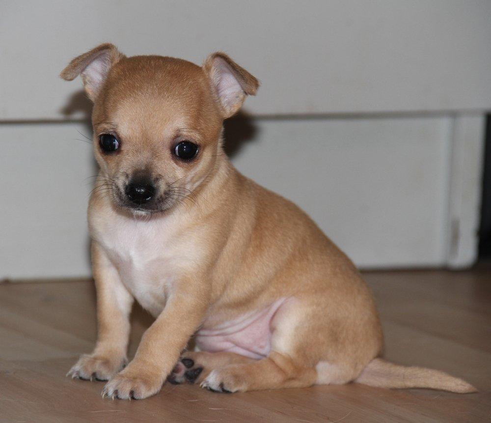 Chihuahua Beliza by Hinz billede 9