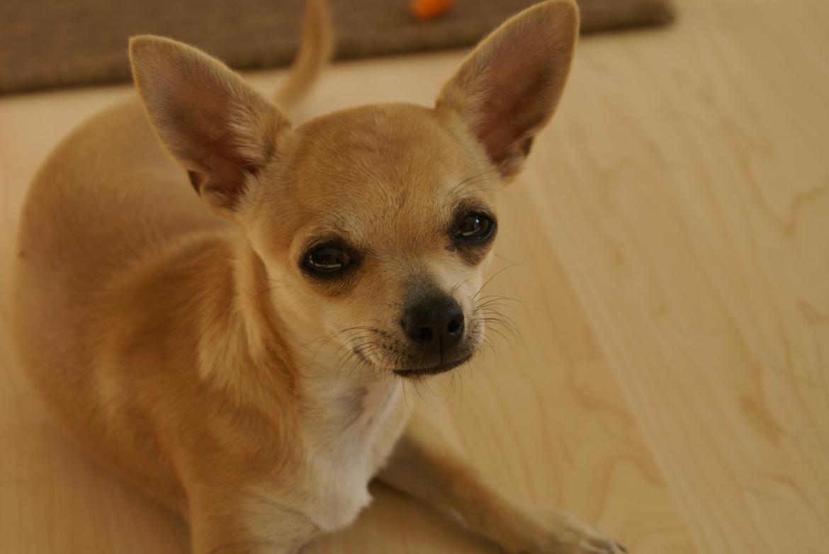 Chihuahua Beliza by Hinz billede 4