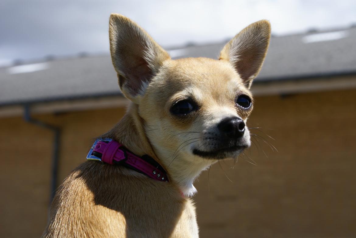 Chihuahua Beliza by Hinz billede 6