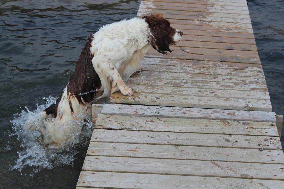 Engelsk springer spaniel Nuser billede 17