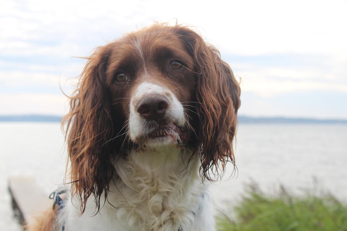 Engelsk springer spaniel Nuser billede 18