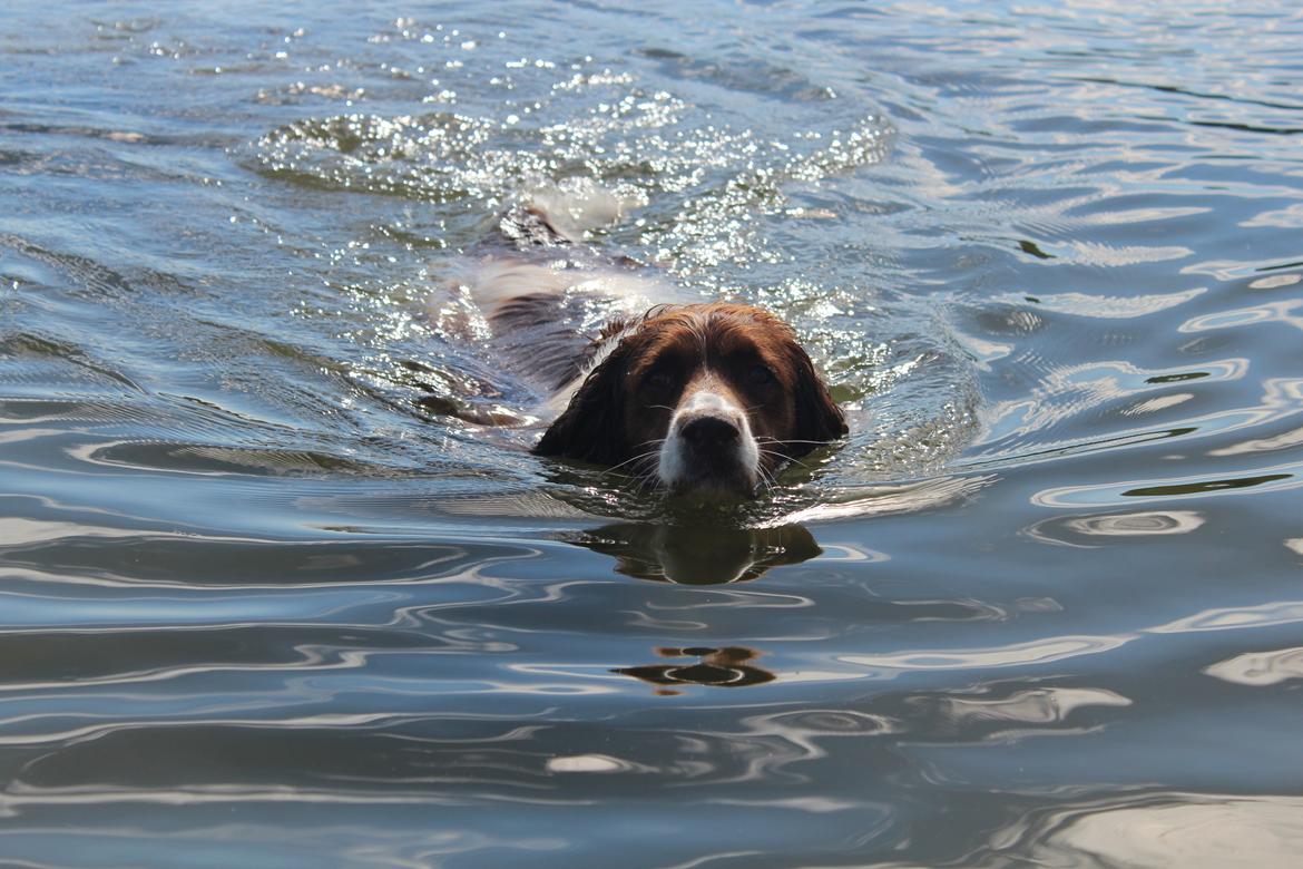Engelsk springer spaniel Nuser - my lovely whater dog! billede 19