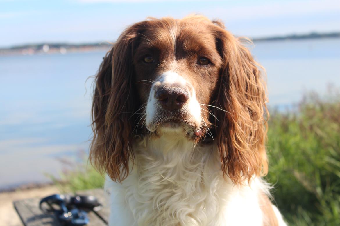 Engelsk springer spaniel Nuser billede 20