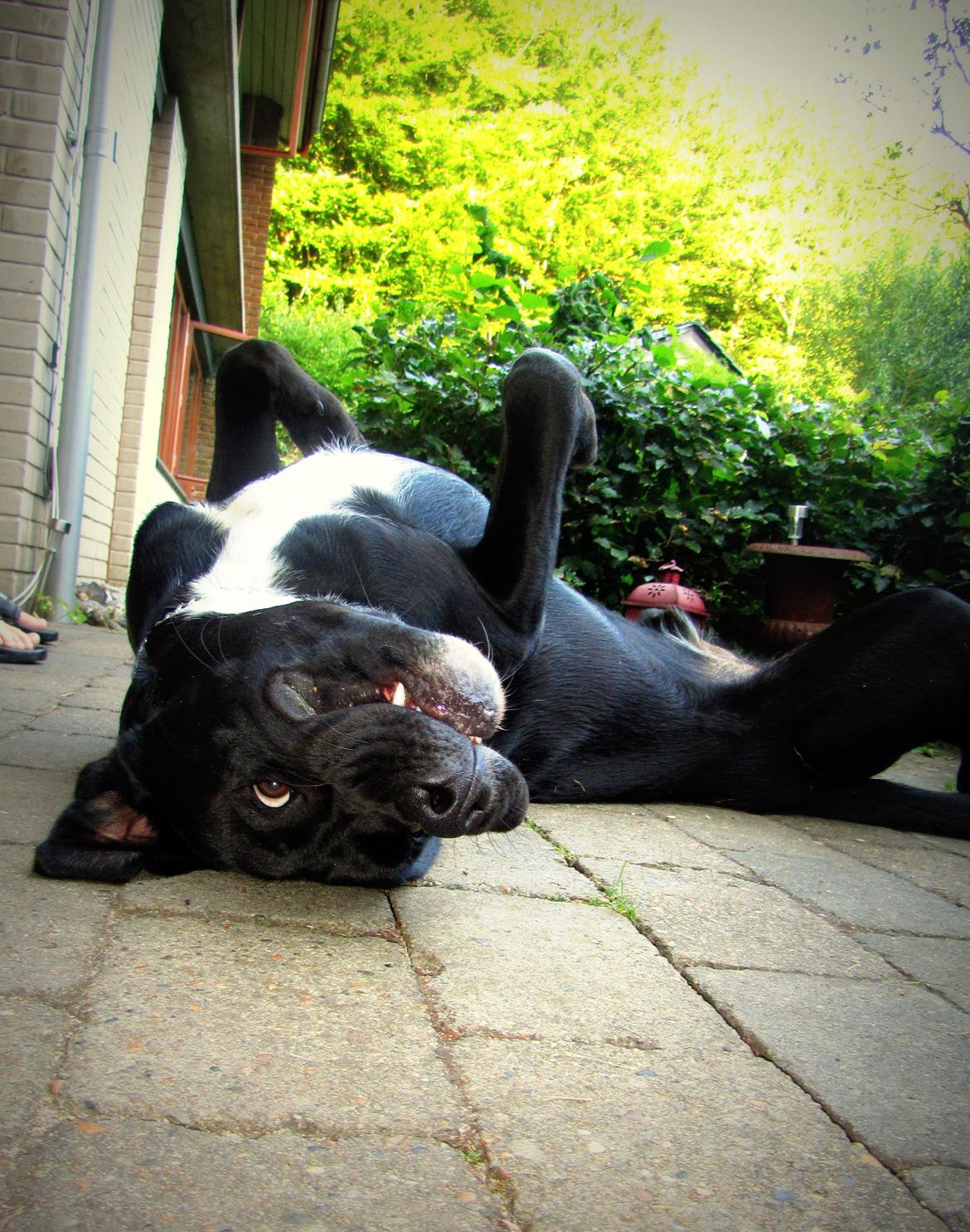 Blanding af racer Balder<3 - 11 måneder billede 16