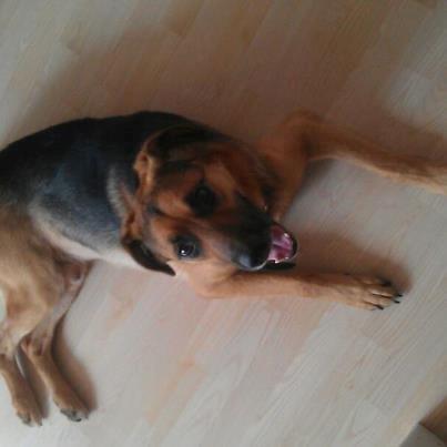 Blanding af racer bobo billede 1