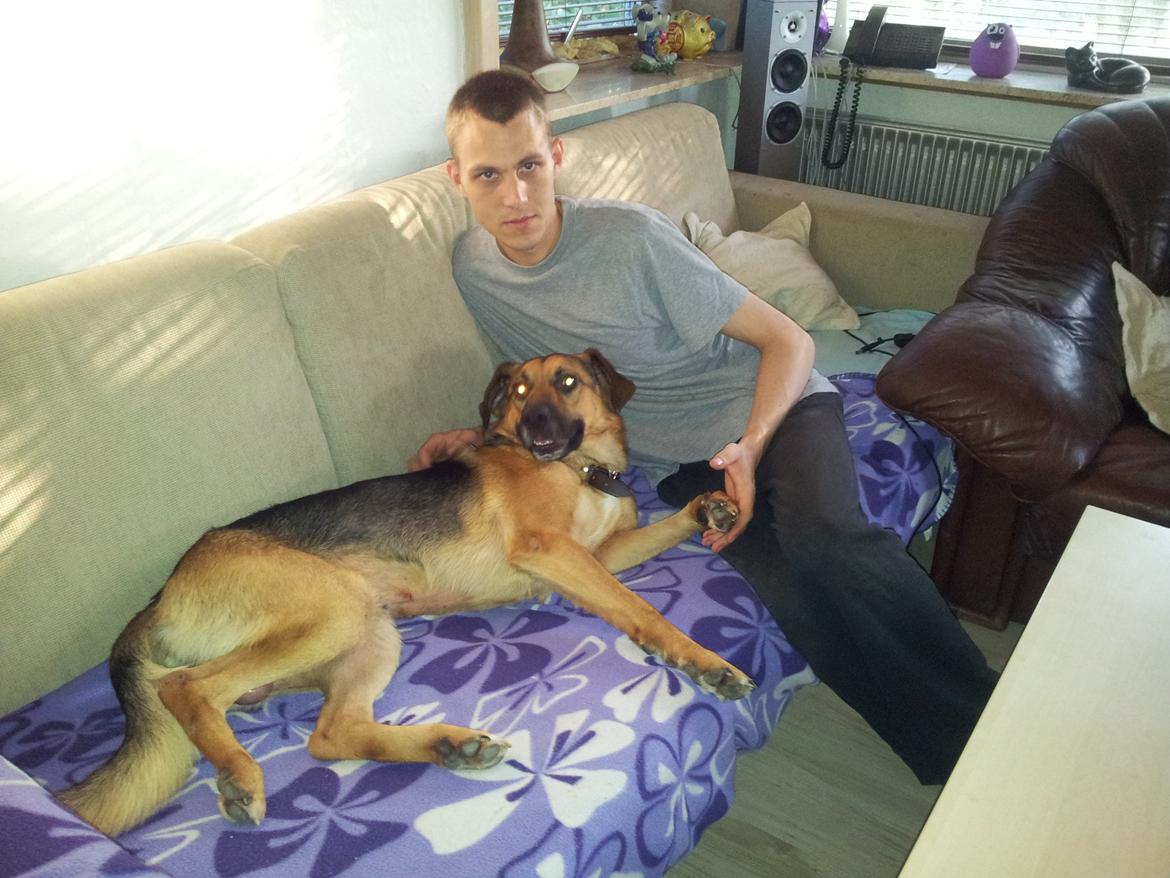 Blanding af racer bobo billede 4