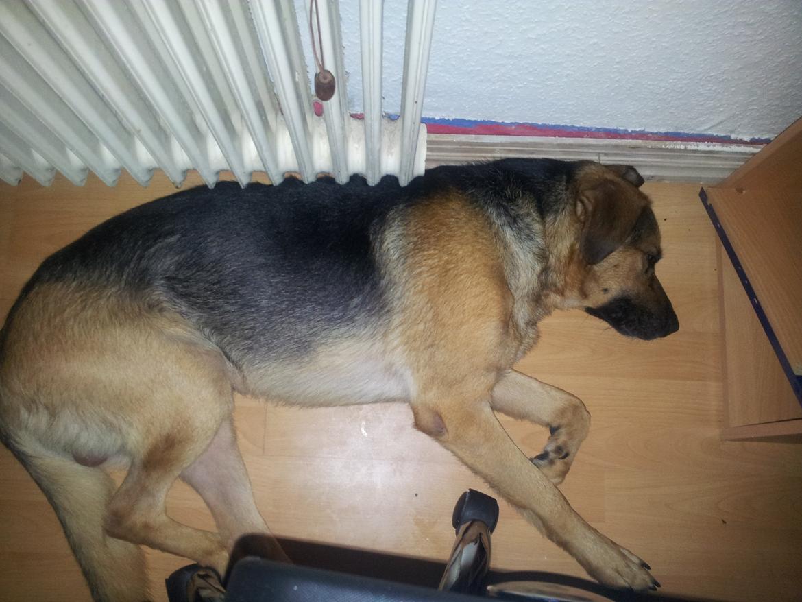 Blanding af racer bobo billede 5