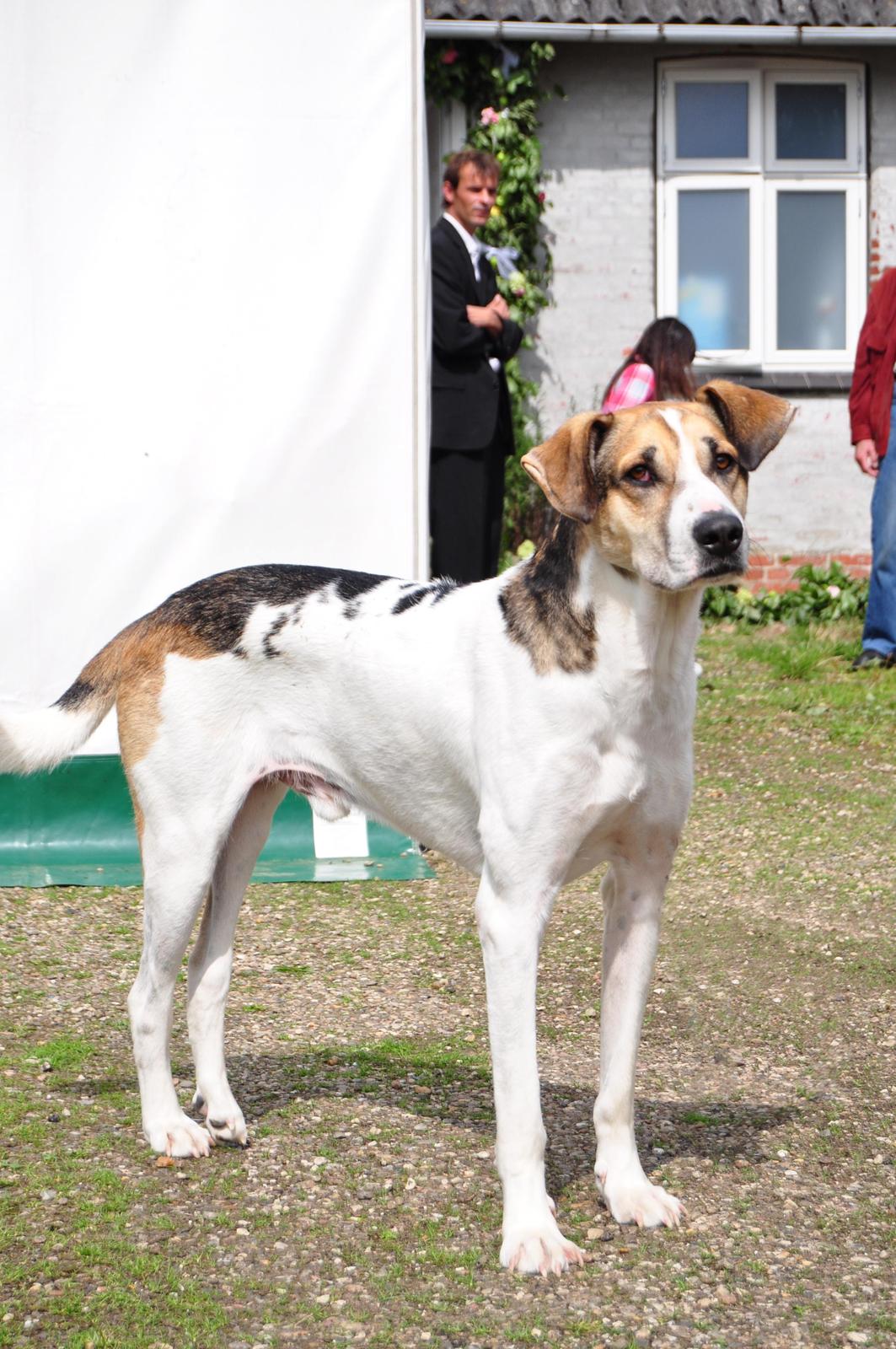 Blanding af racer Laky billede 10