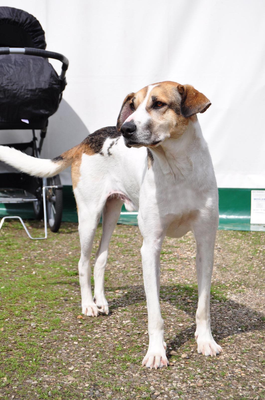 Blanding af racer Laky billede 11