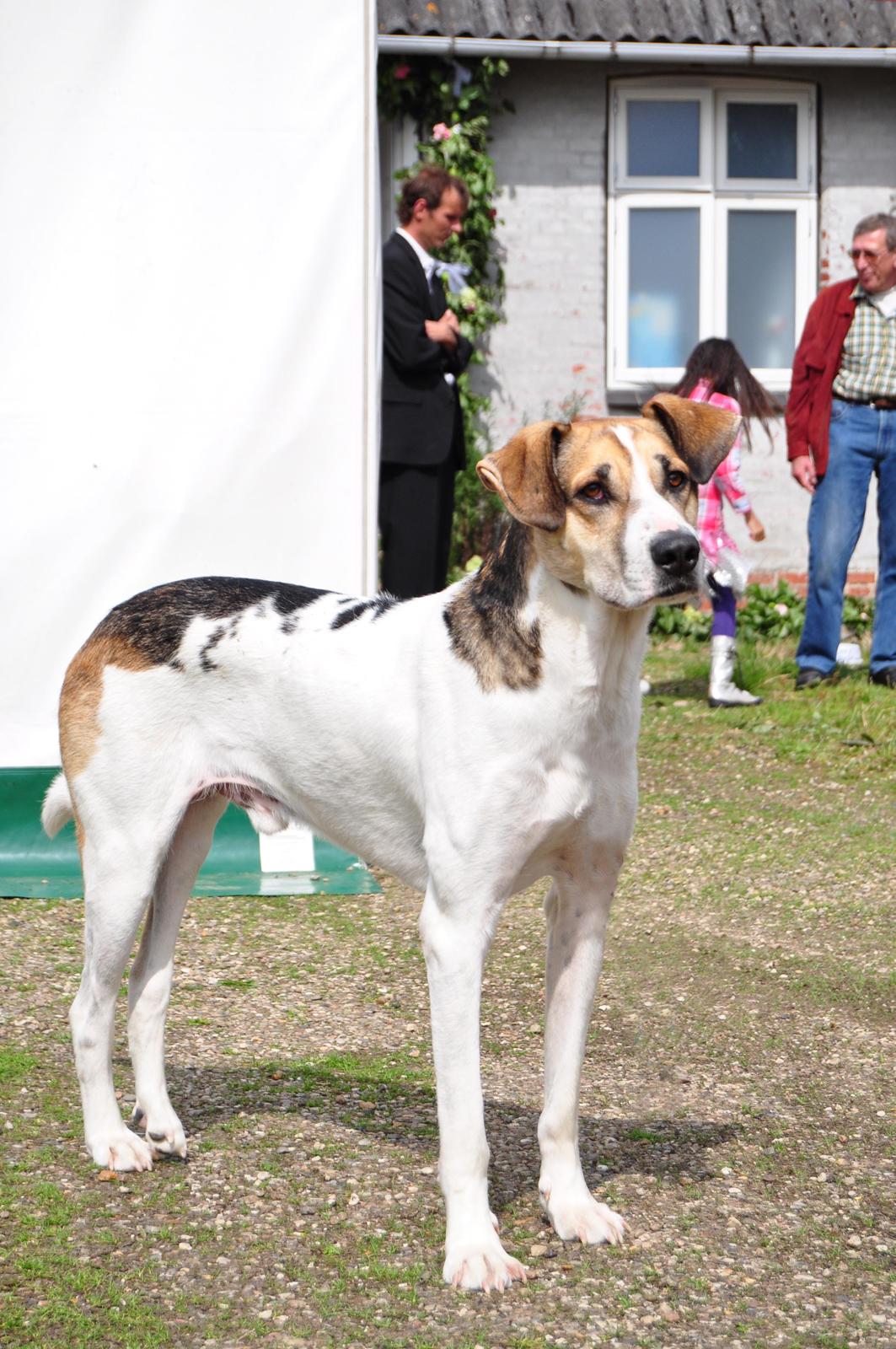 Blanding af racer Laky billede 1