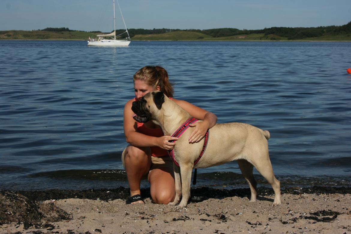 Bullmastiff Raya (Bullgrin's 'N Librrani No Mercy) billede 4