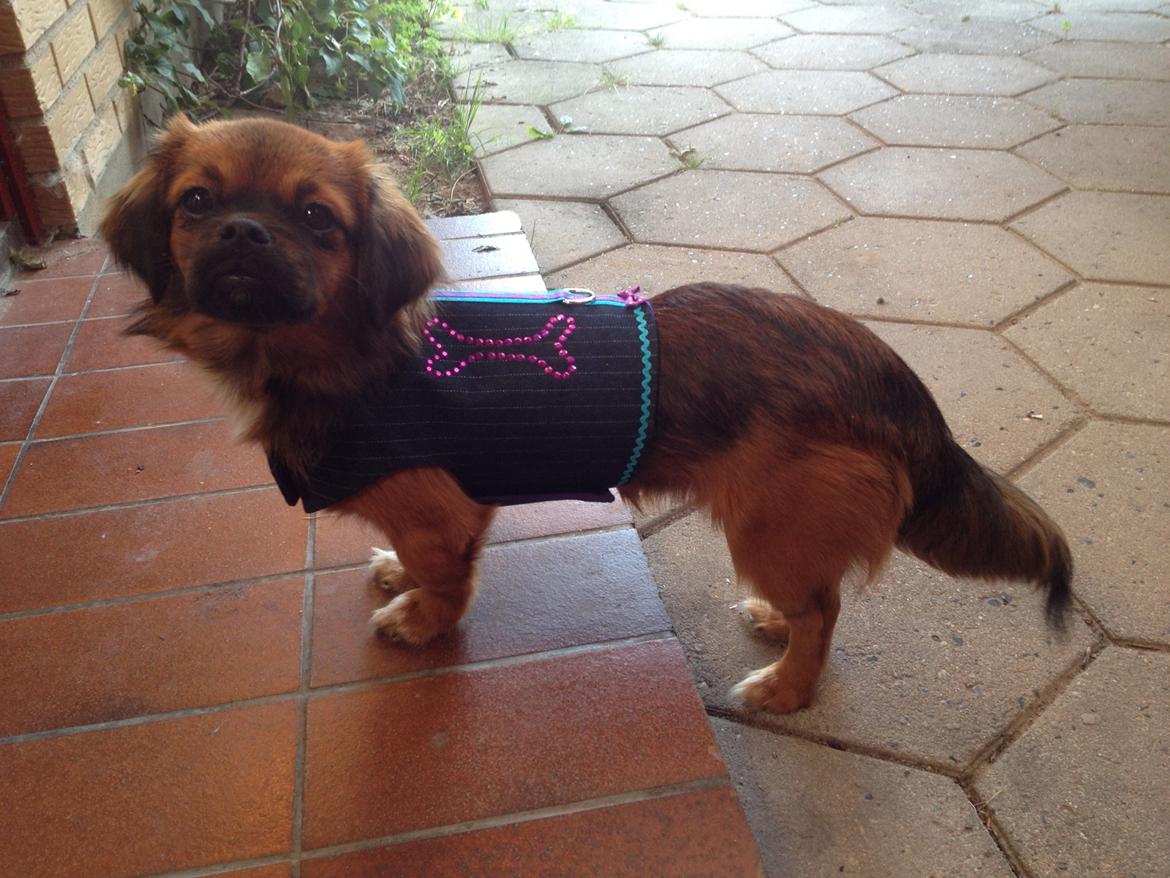 Tibetansk spaniel Askim's La-Go Ninett billede 1