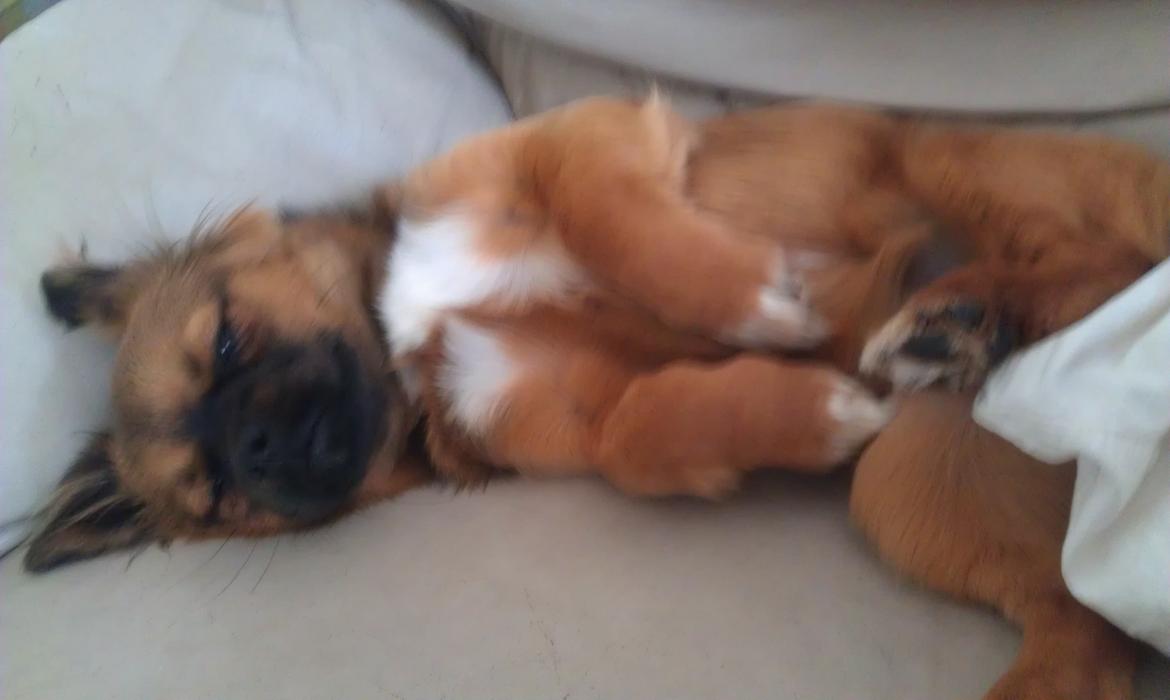 Tibetansk spaniel Askim's La-Go Ninett billede 2